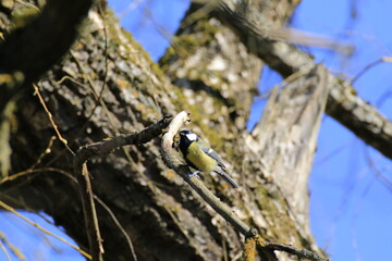 Kohlmeise (Parus major)