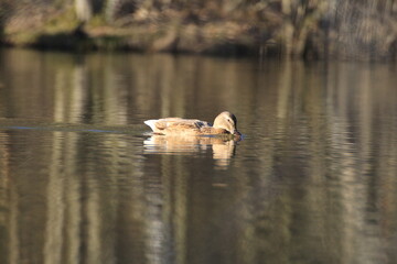 Stockente (Anas platyrhynchos)
