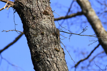 Waldbaumläufer (Certhia familiaris)
