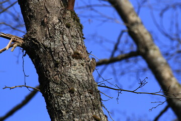 Waldbauml&auml;ufer (Certhia familiaris)