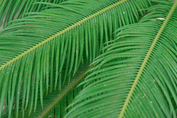 Naklejka na ściany i meble Green leaves of fern