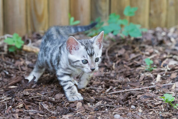Obraz premium Bengal Kitten lauert im Beet