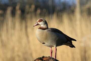 Nilgans (Alopochen aegyptiaca)