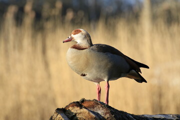 Nilgans (Alopochen aegyptiaca)
