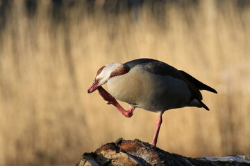 Obraz premium Nilgans (Alopochen aegyptiaca)