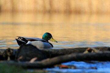 Stockente (Anas platyrhynchos)