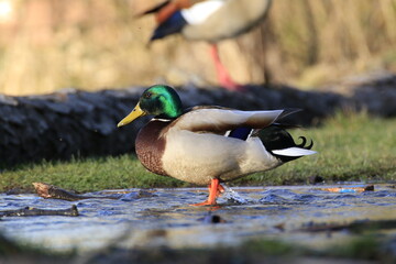 Stockente (Anas platyrhynchos)