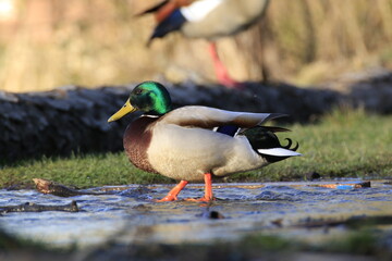 Stockente (Anas platyrhynchos)