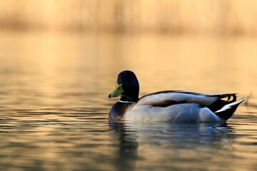 Stockente (Anas platyrhynchos)