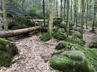 Rustic wild gorge Buchberger Leite in the Bavarian Forest Germany,Europe
