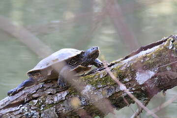 Wasserschildkröte (Testudines)