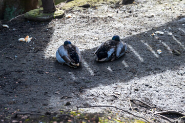 A pair of male ducks resting in some shade on a riverbank in spring