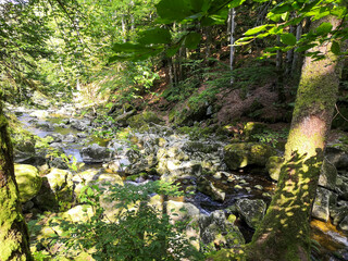 Rustic wild gorge Buchberger Leite in the Bavarian Forest Germany,Europe
