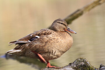 Stockente (Anas platyrhynchos)