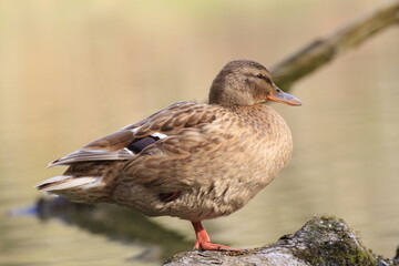 Stockente (Anas platyrhynchos)