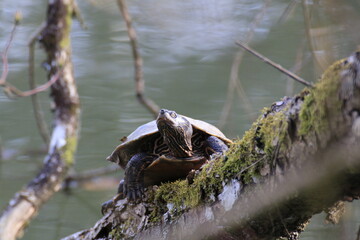 Wasserschildkröte (Testudines)