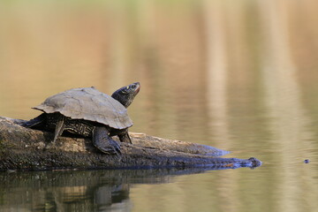 Obraz premium Wasserschildkröte (Testudines)