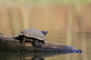 Fototapeta premium Wasserschildkröte (Testudines)