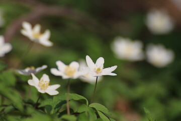 Buschwindröschen (Anemone nemorosa)