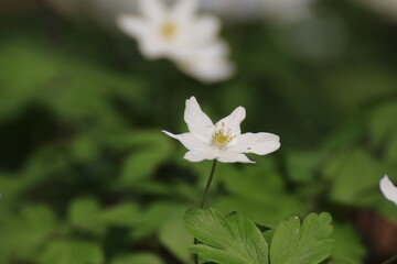 Buschwindröschen (Anemone nemorosa)