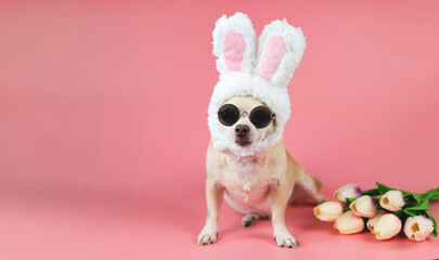 Chihuahua dog  wearing sun glasses and  dressed up with easter bunny costume headband sitting on ...