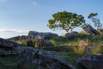 Natural rocky landscape with tall grass, tree and clean blue sky. Oribi Gorge Nature Reserve indigenous vegetation, KwaZulu-Natal, South Arica.