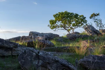 Foto op Canvas Natural rocky landscape with tall grass, tree and clean blue sky. Oribi Gorge Nature Reserve indigenous vegetation, KwaZulu-Natal, South Arica. © JoelMasson