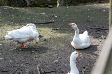 Obraz premium A gaggle of geese on a riverbank in a village in Yorkshire 