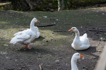 A gaggle of geese on a riverbank in a village in Yorkshire 