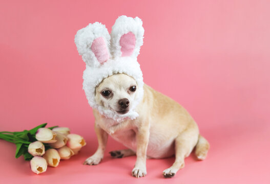 healthy brown  short hair chihuahua dog, wearing rabbit ears  costume sitting on pink  background with tulip flowers,  looking at camera, isolated. Pet  Easter costume concept.