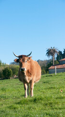 Vaca marrón en pradera de hierba verde junto a casa rural
