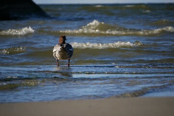 Seabird on the Baltic sea