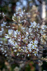 White flowers of the amelanchier canadensis or serviceberry tree in spring