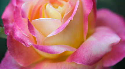 Obraz na płótnie Canvas Rose flower macro. Creamy rose flower closeup. High quality natural background. Beautiful background