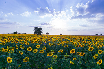 Field of blooming sunflowers on a background sunset, Enez Turkey. Wonderful panoramic view field of sunflowers by summertime