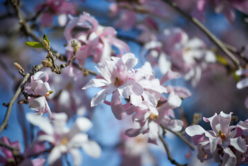 Spring magnolia flowers, natural abstract soft floral background. Tender pink flowers bathing in sunlight.