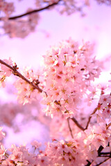 満開に花を咲かせた公園の桜の木