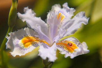 light blue bulb flower iris japonica with insect-