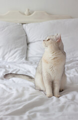Fototapeta na wymiar the cat is sitting on a white blanket