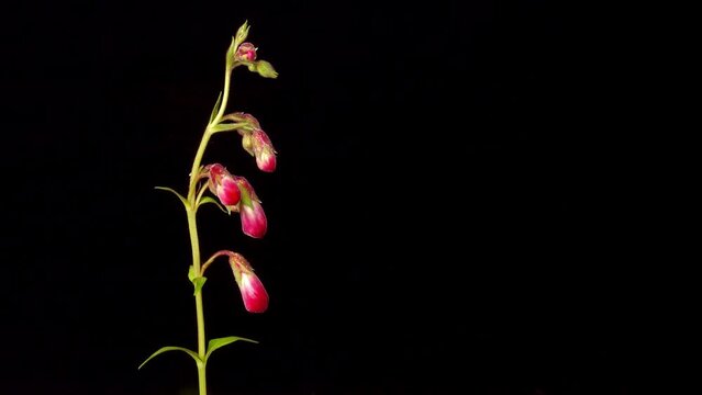 Penstemon stem flowering time lapse
