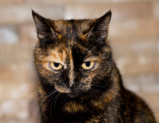 Portrait of a mottled tricolor mongrel cat