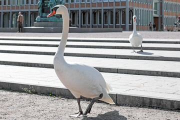 Zwei Schwäne auf dem Schlossplatz