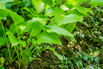 Green Hosta leavs, illuminated by the morning sun in private possession.