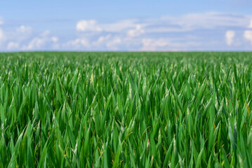 close-up view of fresh green plants on field against blue sky