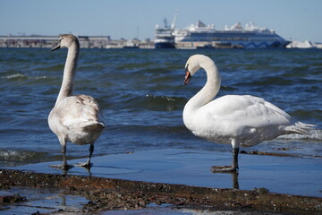 group of swans