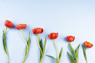 Row of red tulips on a blue background. Imitation of the sky and flowers in the background. The concept of congratulations and peace. There is space for text