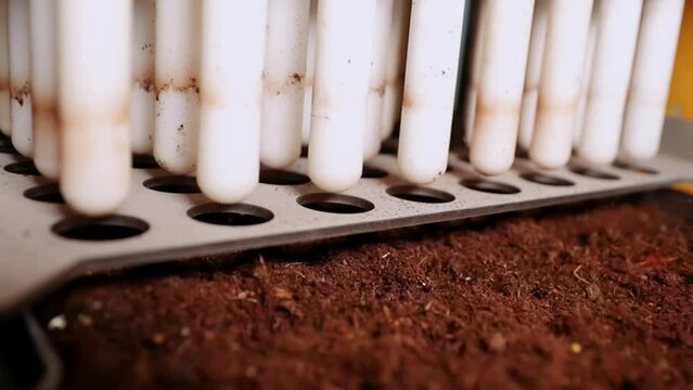 Filling of cartridges with a substrate for saplings, Cartridges of forages vit stacker for seeds of a zone of plantations