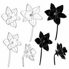 Daffodils flowers drawing. Hand drawn floral set. Botanical black ink sketch. Great for invitations, greeting cards, decor. 
