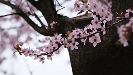 A branch with pink cherry blossom in Spring