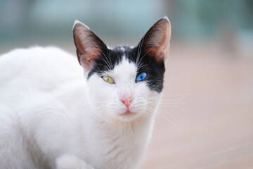 A cat with eyes of different colors sits on the street in the city